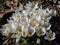 Close-up shot of the spring-flowering plant (Colchicum szovitsii) with white flowers in full bloom
