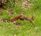 Close-up shot of a squirrel leaping over a patch of grass