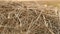 Close up shot of stacked golden hay.