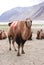 Close-up shot of a standing double humped Bactrian camel