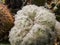 Close up shot of succulents leaves