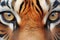 close-up shot of a sumatran tigers face and eyes