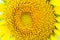 Close up shot of sunflower focus the pollen nearby center