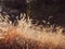 Close up shot of sunlight shining onto tall wispy golden grass