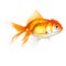 Close up shot of swimming goldfish