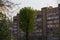 Close up shot of a tall populus poplar tree with big branches, rich foliage and green leaves on a residential building background