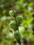 Close-up shot of thorny green flower buds with green blurred background