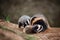 Close-up shot of three badgers enjoying a playful moment together on the ground