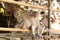 Close up shot of three curious brown beige macaque monkeys sitting on wooden planks of a footpath at a beach in Krabi, Thailand.