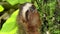 Close up shot of a Three-toed sloth