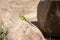 Close-up shot of (Timon pater) North African Ocellated Lizard