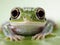 A close-up shot of a tiny frog, its delicate webbed feet resting on a smooth white surface