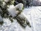 Close-up of shot of tree branches covered and holding large amounts of snow in a park in winter