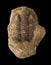 Close up shot of a trilobite fossil.