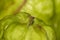 Close up shot of tropical Guava fruit