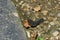 Close up shot of Tropical leatherleaf on ground