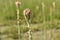 Close up shot of tuberose or rajnigandha, is a night-blooming plant, a perennial plant related to the agaves, extracts of which