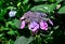 Close-up shot of Tuff Stuff hydrangea bush in the garden