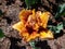 Close-up shot of the Tulip Bastia that bears fully double, cup-shaped golden yellow flowers flushed with mahogany red and adorned