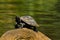 Close up shot of turtles in amazon rainforest