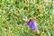 Close-up shot of two bees taking nectar from a beautiful purple flower.