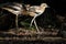 Close-up shot of two bush stone-curlews, big brown wader birds in Cairns Botanical Gardens