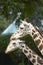 Close-up shot of two giraffes. Conceptual image