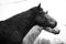 Close-up shot of two horses in a serene outdoor setting, black and white