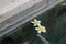 Close-up shot of two jasmine flowers on a swimming pool