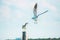 Close-up shot of two large white-headed gulls looking at each other