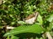 Close up shot of the Udaspes folus on butterfly a leaf