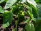 Close-up shot of unripe green peppers maturing on a plant growing in the greenhouse in home garden