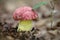 Close up shot of very rare royal bolete mushroom