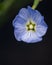 Close-up shot of vibrant blue flax flower in full bloom