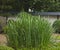 Close up shot of vibrant green calamus marsh plant