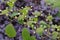 Close-up shot of Viburnum plicatum `Kilimanjaro` flowers