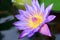 Close up shot violet lotus