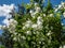 Close-up shot of the virginal mock-orange philadelphus x virginalis `Girandole` - double-flowered deciduous hybrid shrub