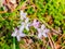 Close up shot of Virginia spring beauty blossom in Beavers Bend State Park