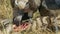 Close up shot of vultures feeding on a dead zebra in masai mara game reserve