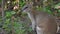 Close up shot of a Wallaby in Cape Hillsborough national park, Australia