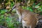 Close up shot of a Wallaby in Cape Hillsborough national park, Queensland