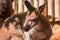 Close up shot of a wallaby at the zoo in Grand Rapids Michigan