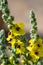 Close-up shot of Wavyleaf Mullein Verbascum sinuatum