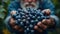 close-up shot of weathered farmer hands gently harvesting ripe grapes in a sunlit vineyard