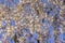 Close up shot of weeping Cherry blossom