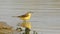 Close up shot of western yellow wagtail or Motacilla flava bathing or splashing in puddle water at keoladeo national park or