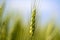 Close up shot of Wheat straw