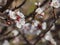 Close up shot of white Armenian plum blossom