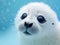 Close up shot of a white baby seals face